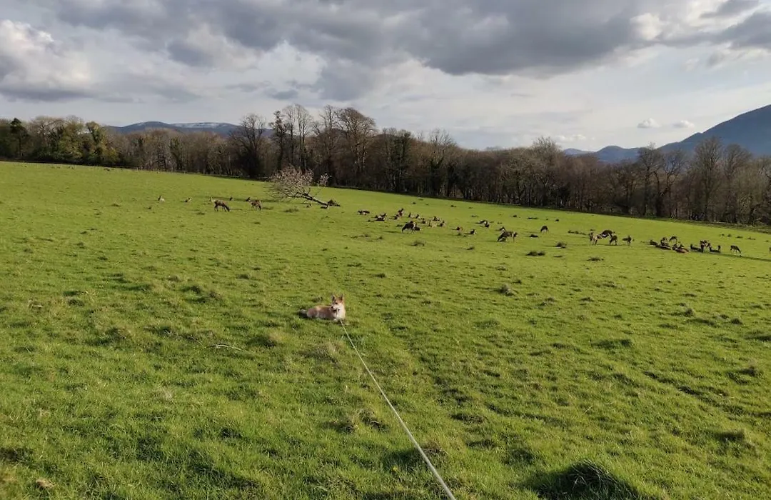 Acara B&B-1